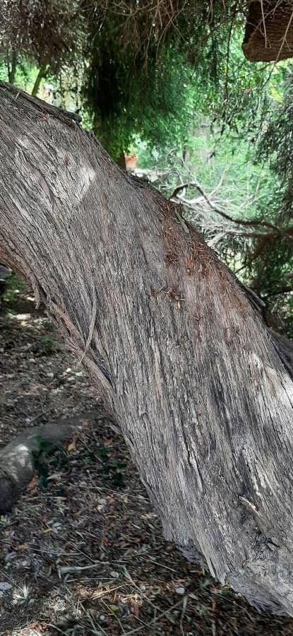 Melaleuca 14