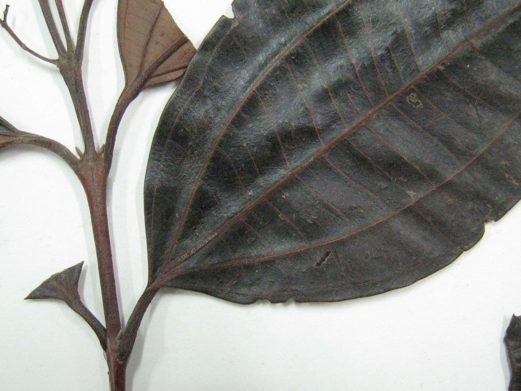 Miconia