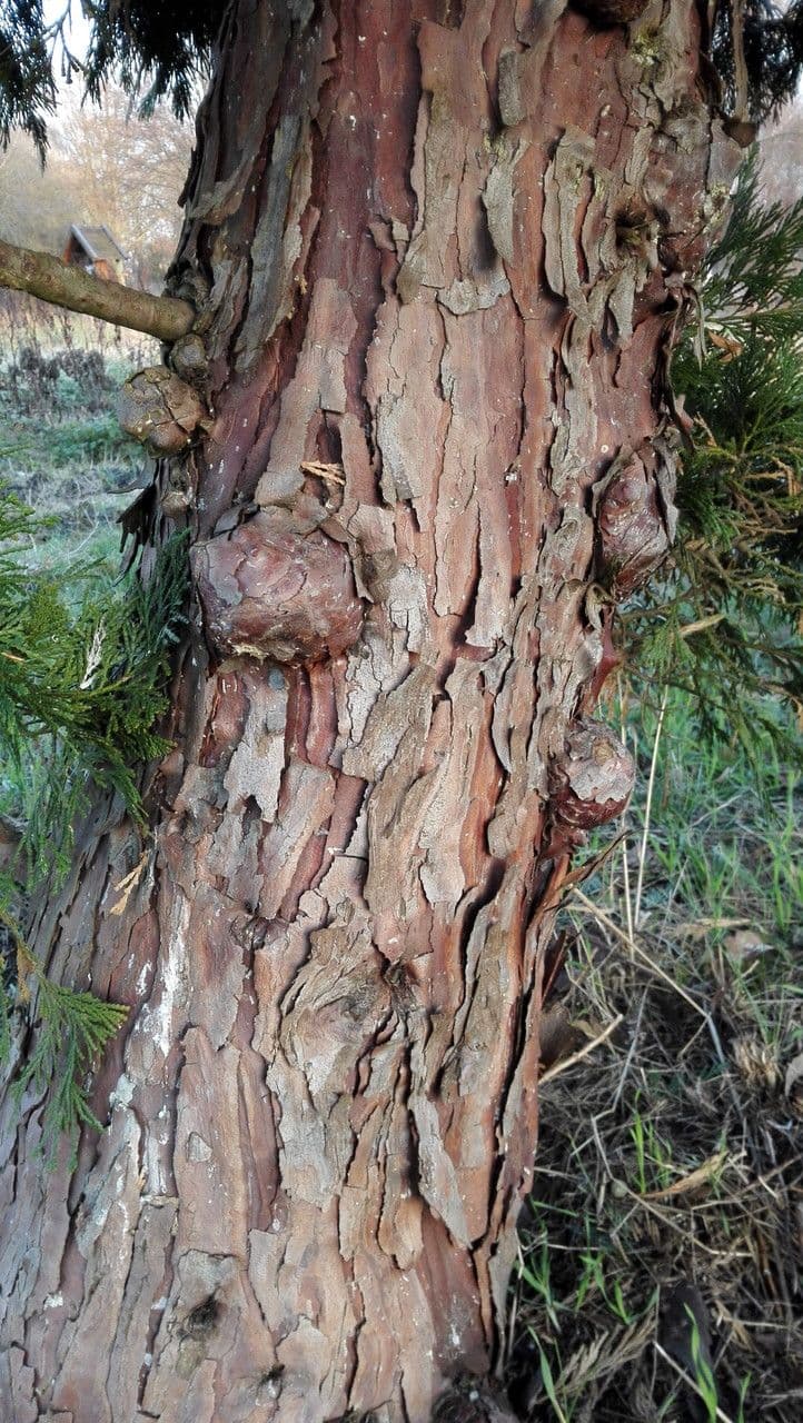 Cypřiš 25