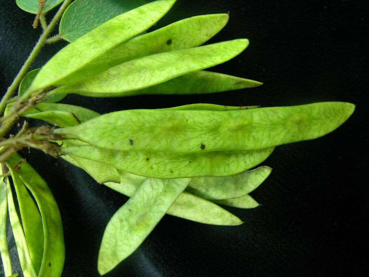 Dalbergia 5