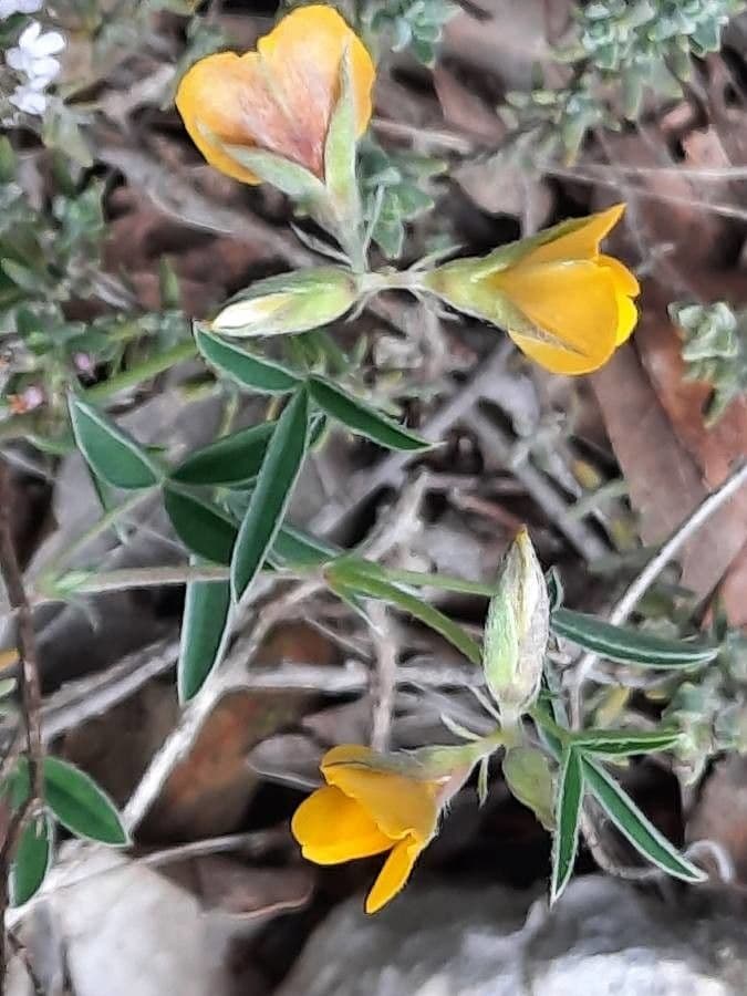 Citiso d'argento 16