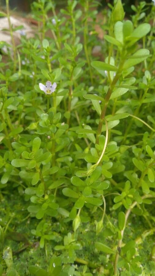 Brahmi 13