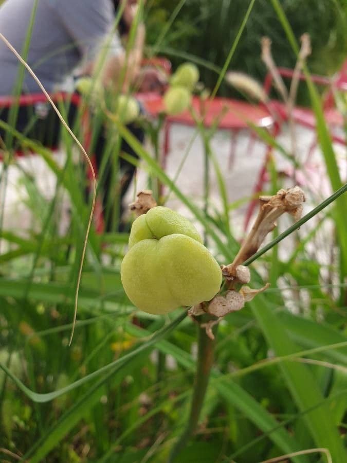 Emerocallide fulva