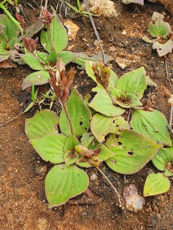 Craterostigma 12
