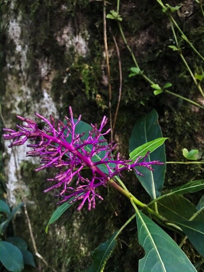 Fuchzia 19