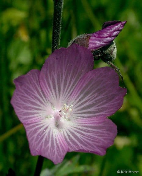 Sidalcea 4