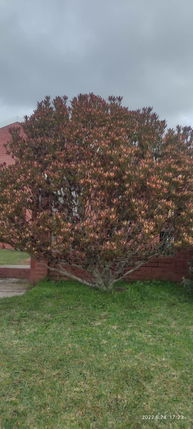 Leucadendron 8