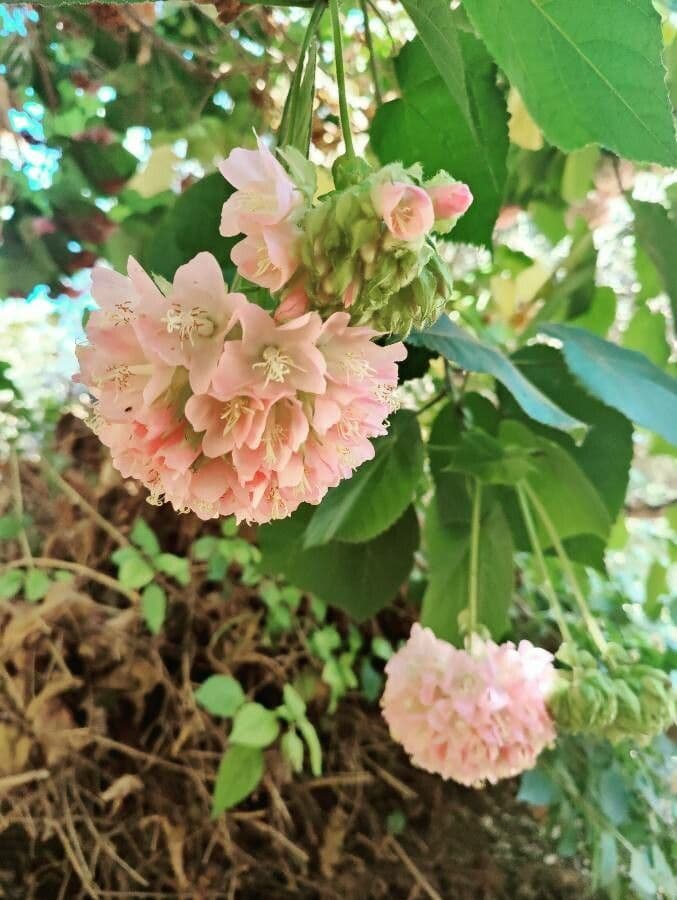 Dombeya 6