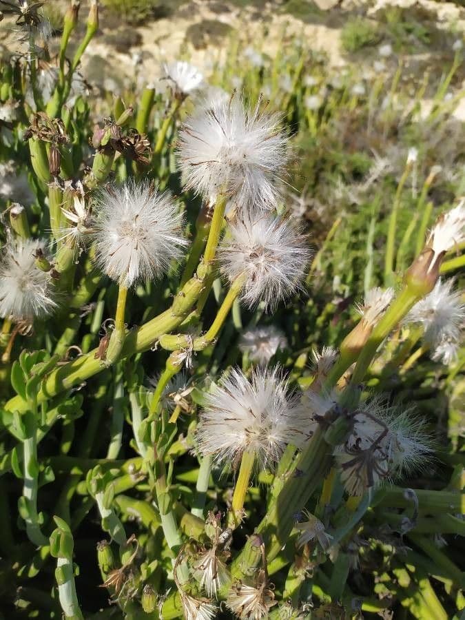 Kleinia anteuphorbium 5