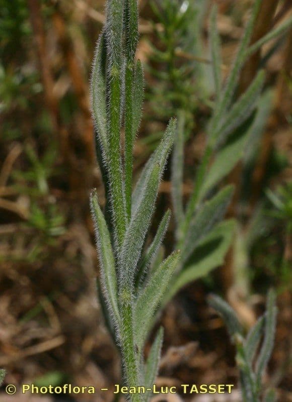 Campanula 17