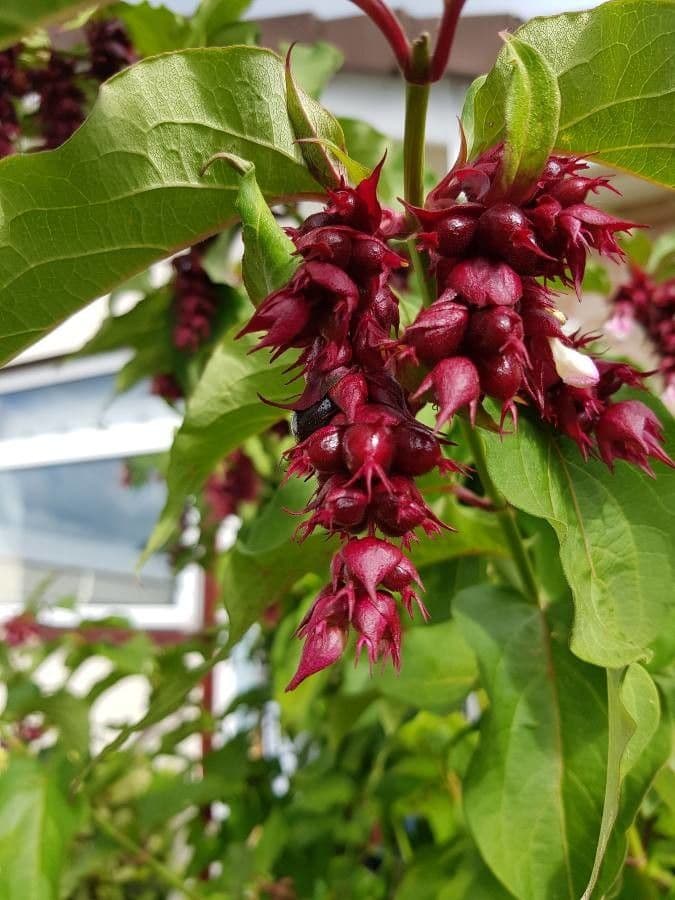 Leycesteria 10
