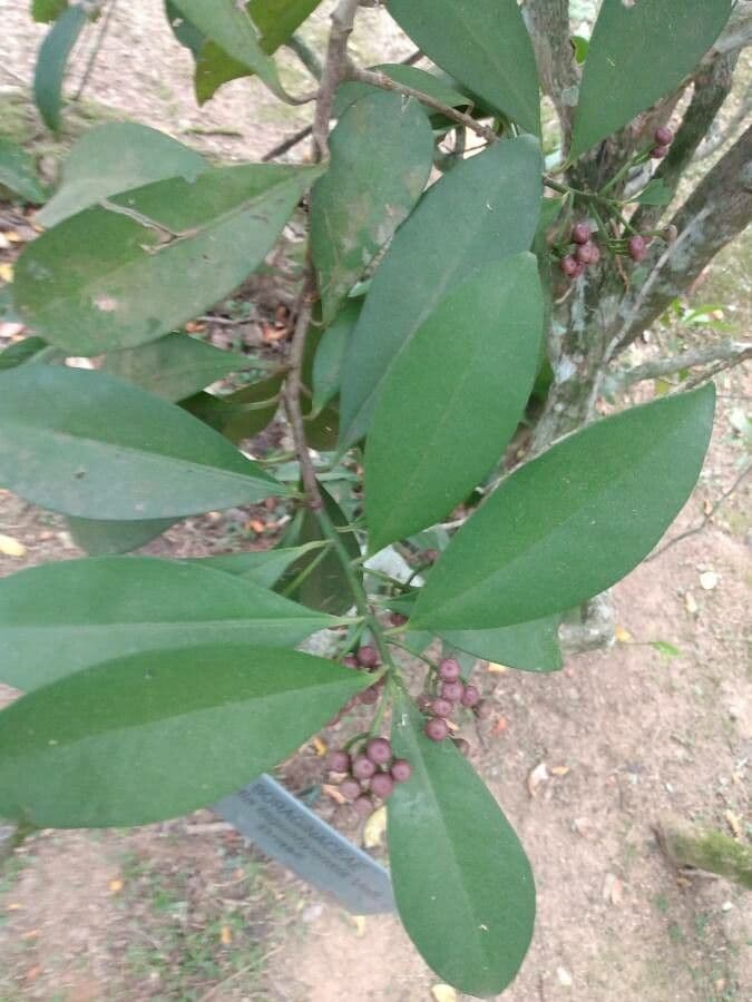 Cordia taguahyensis 3