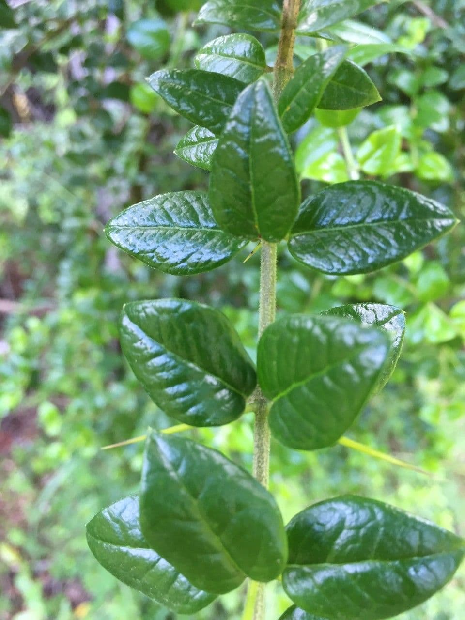 Dorniger Myrte 21