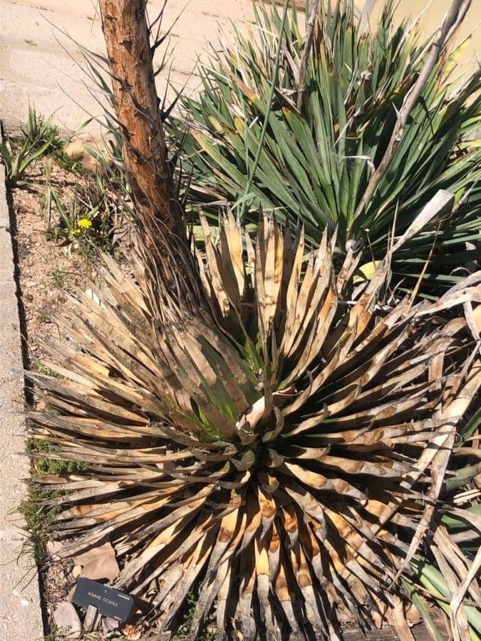 Agave 2