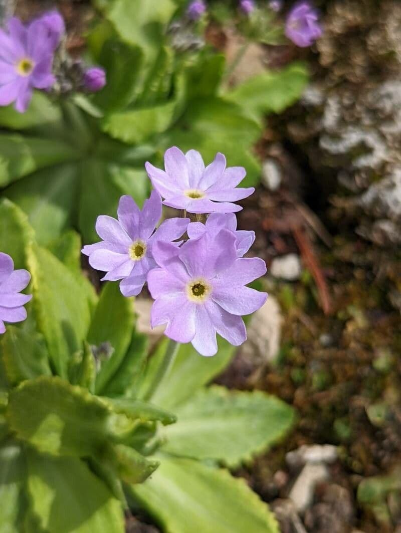Primula 4