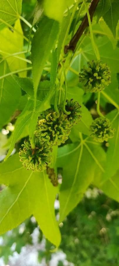 Liquidambar 10