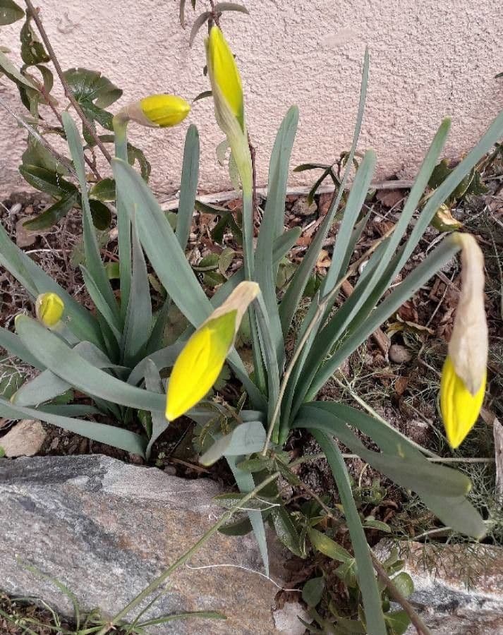 Narciso trombetta 12