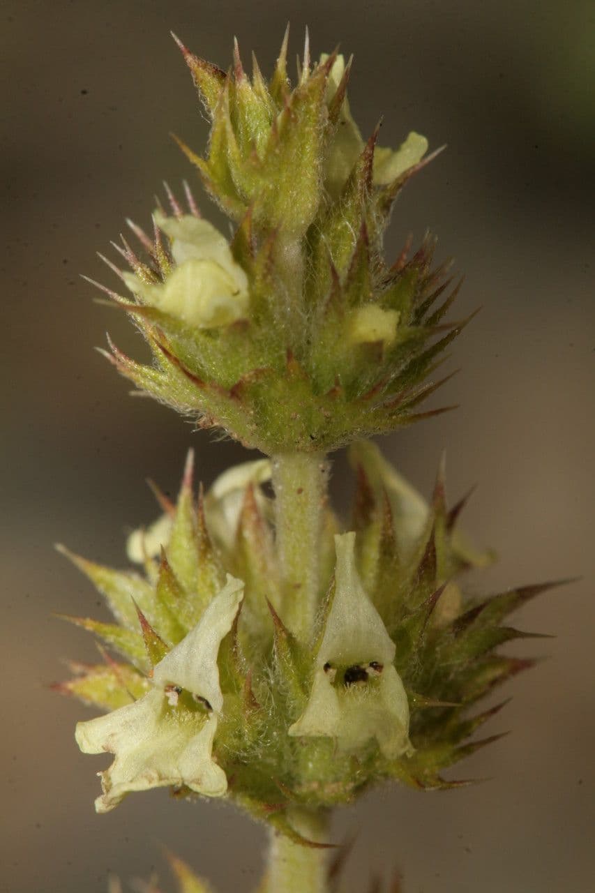 Sideritis 8