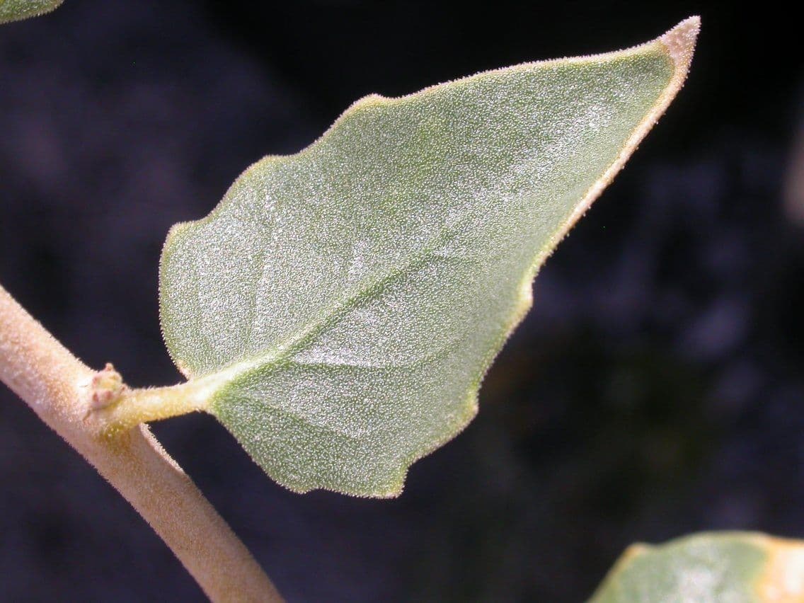 Petalonyx 8