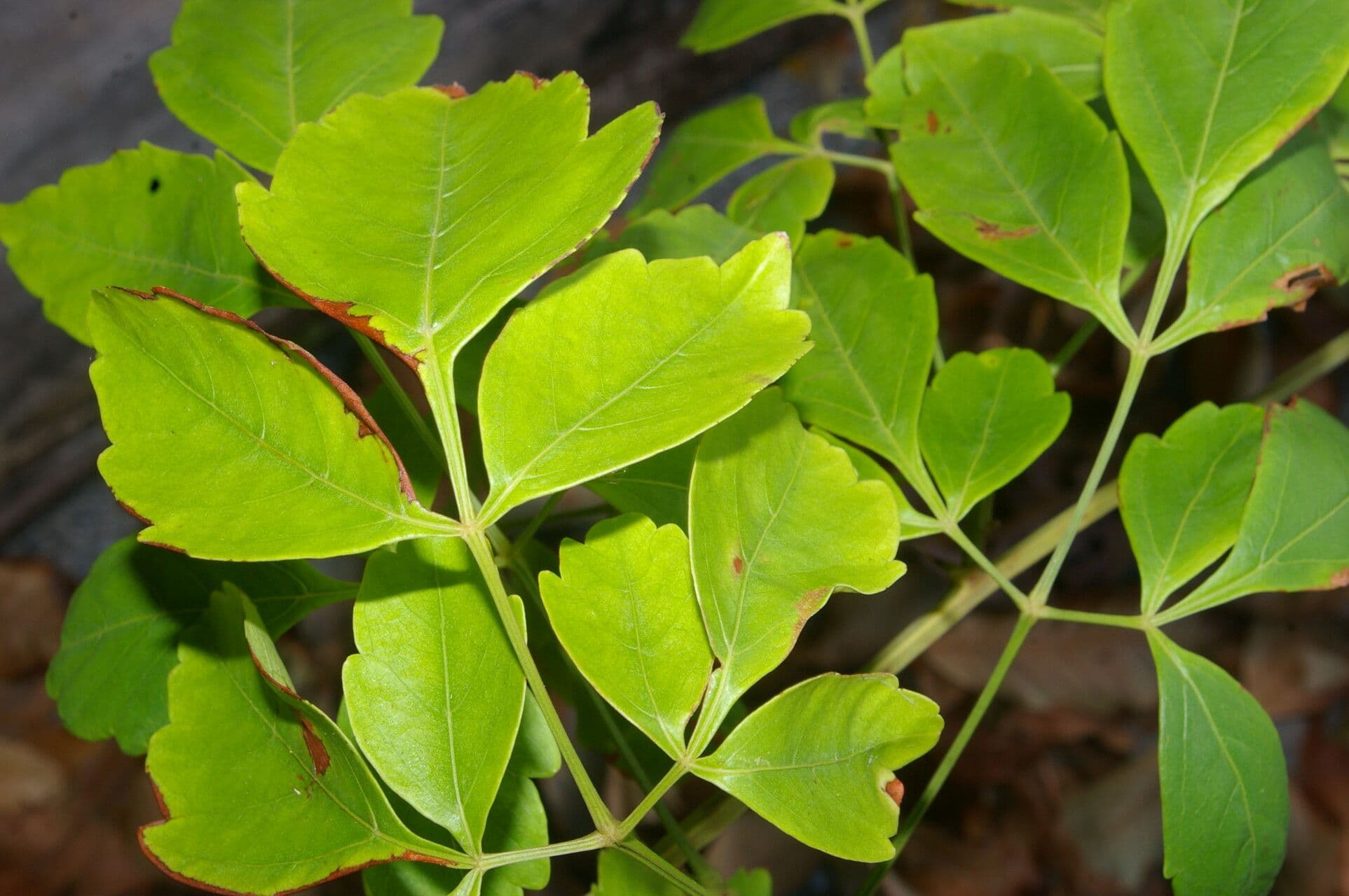 Serjania 9