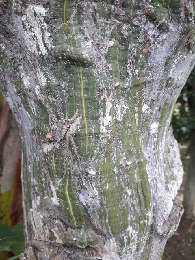 Siebenlappiger Pseudobombax 21