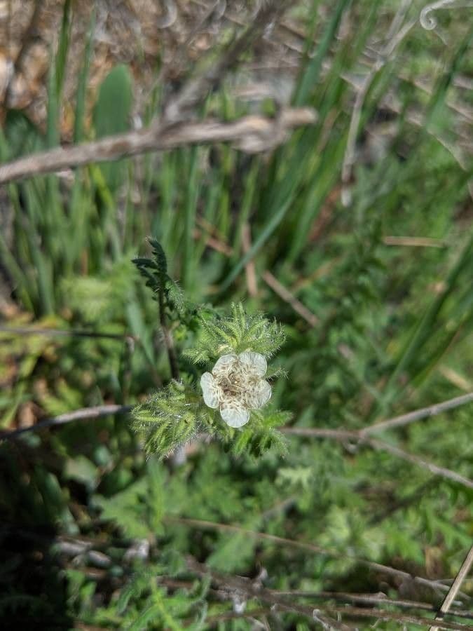 Phacelia cicutaria 7