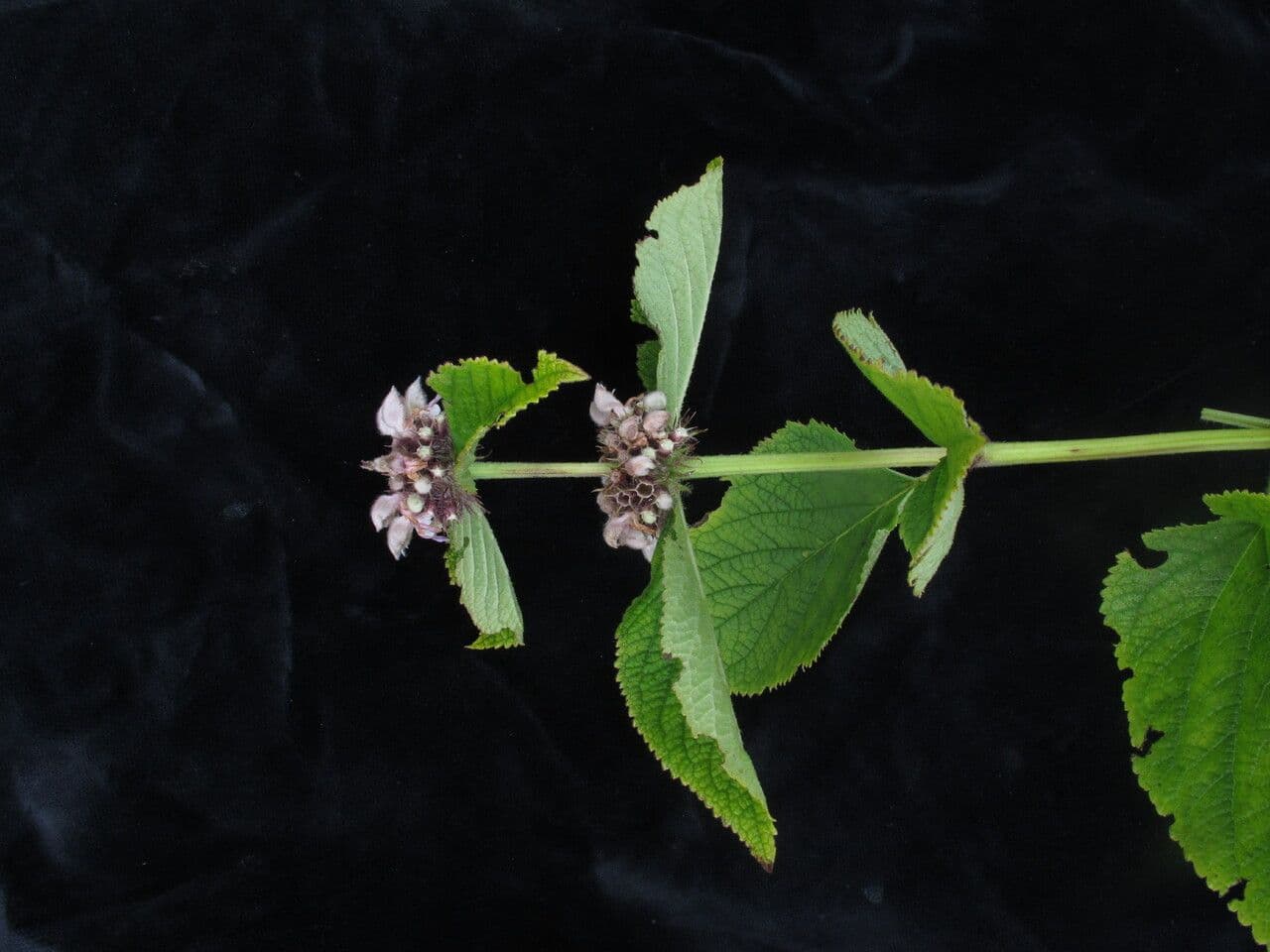 Phlomoides 4