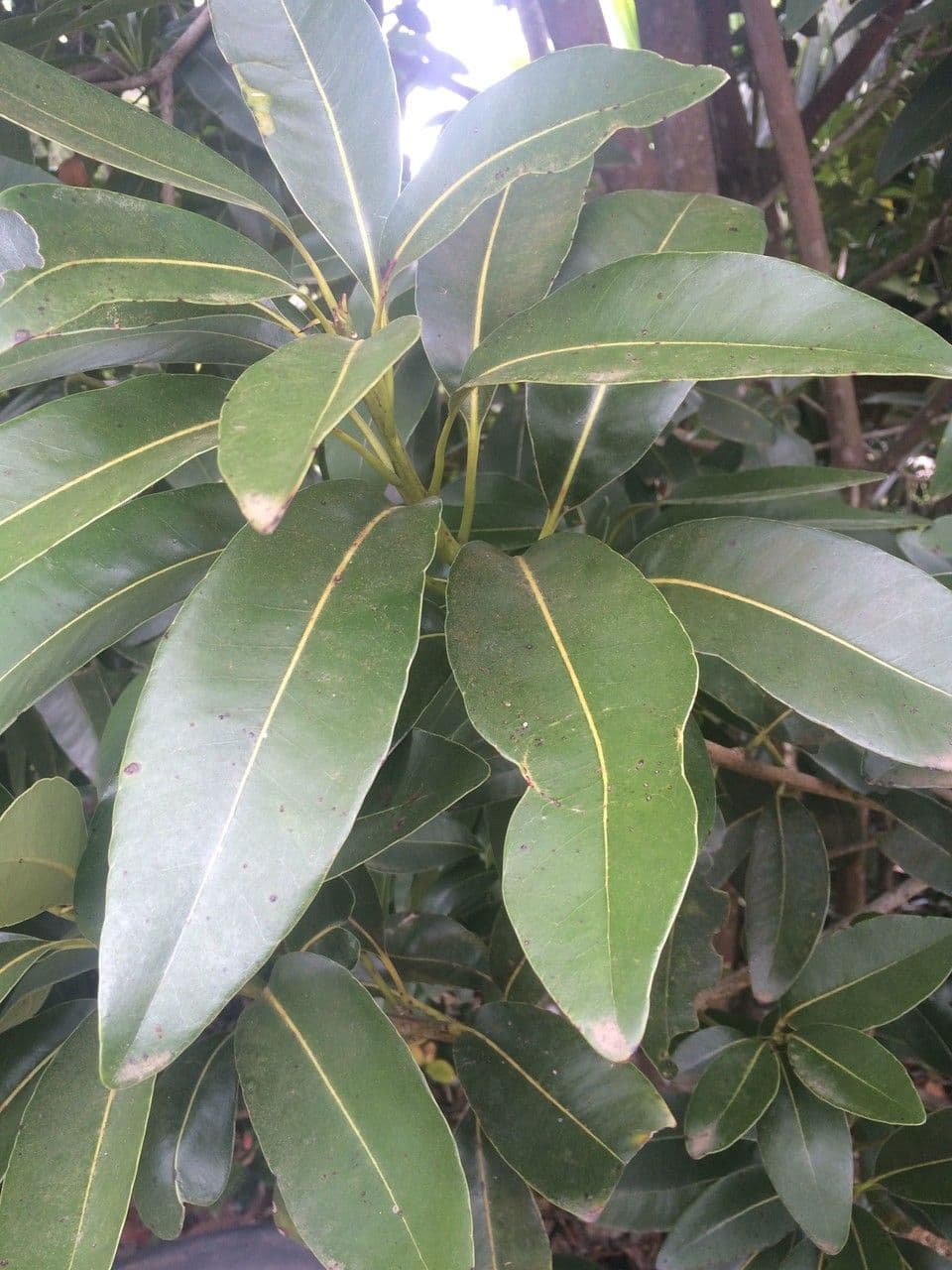Sideroxylon 3