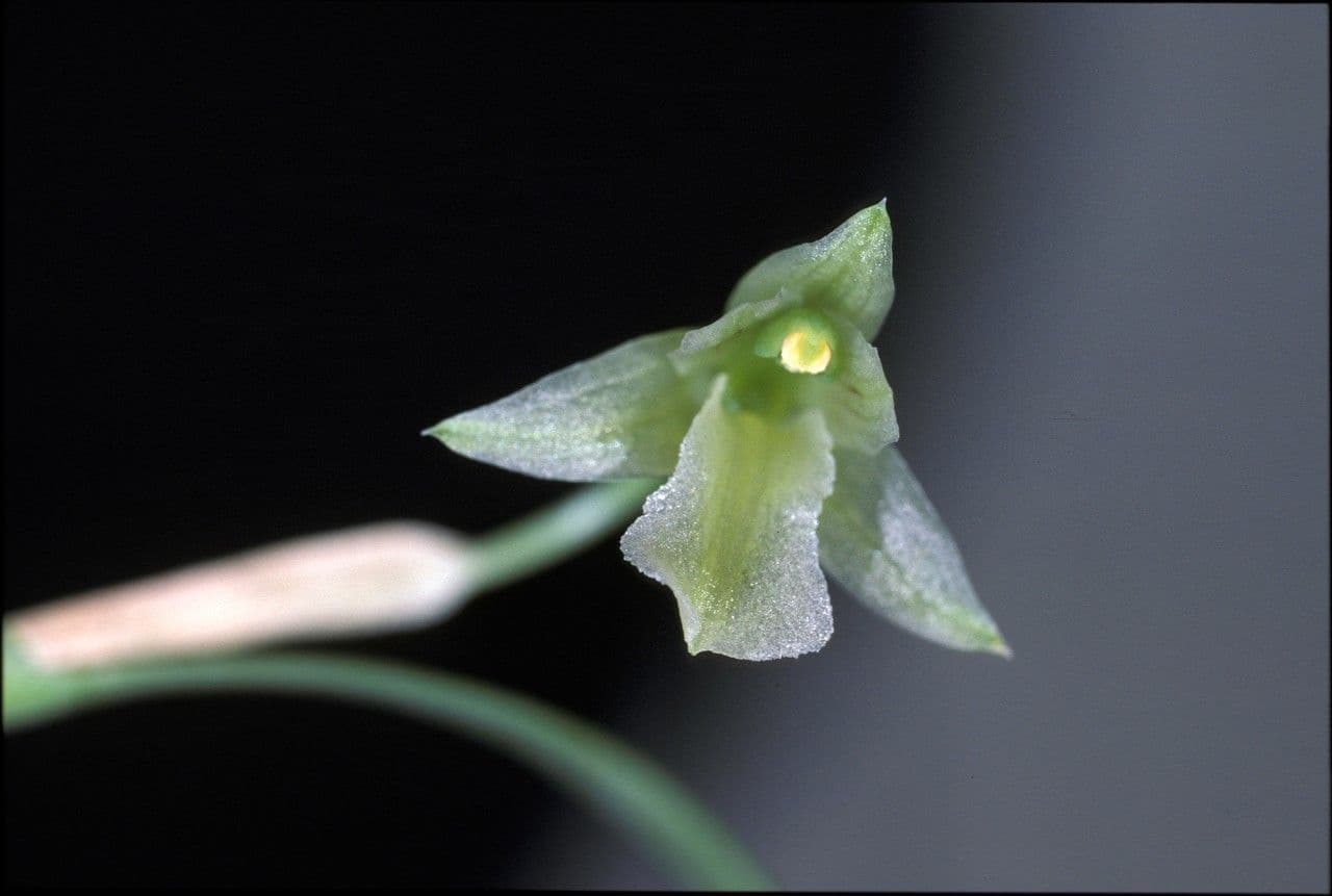 Scaphyglottis 5