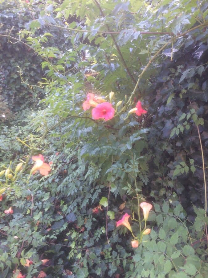 Trompeta de Virginia 17