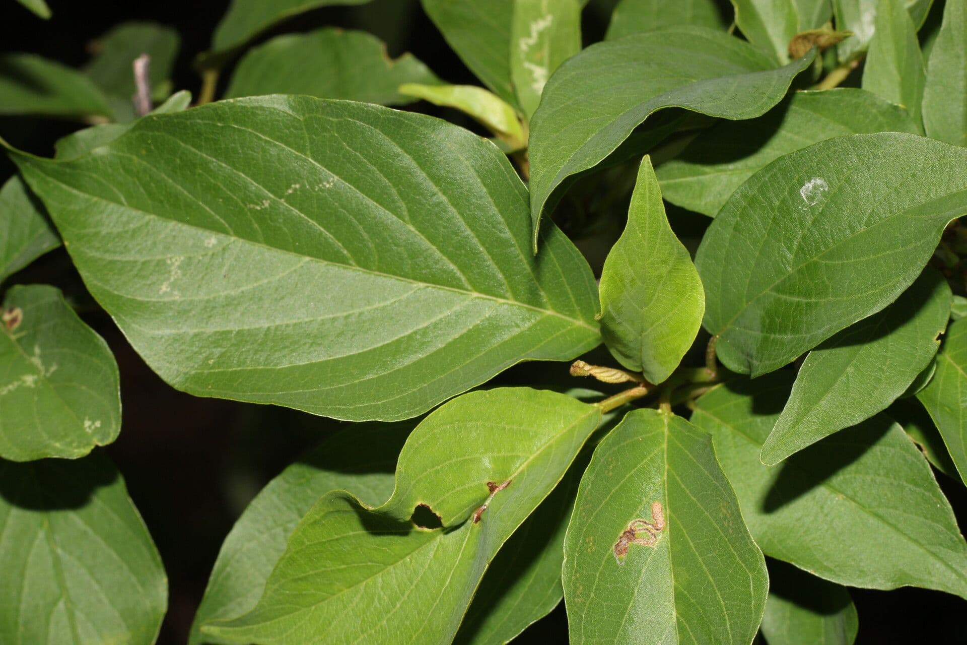 Colubrina elliptica 4