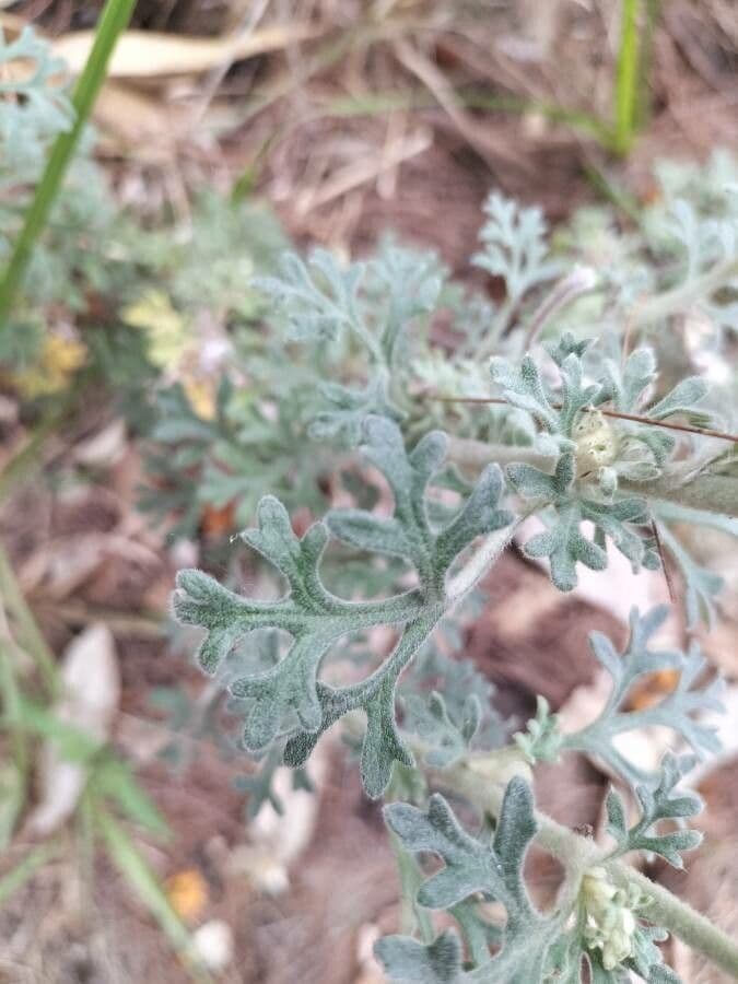 Fiore di flanella 11