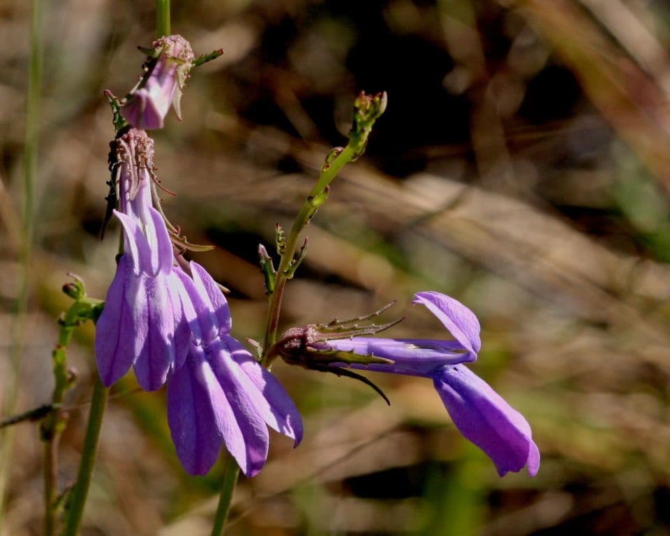 Lobelia ghiandolosa 2