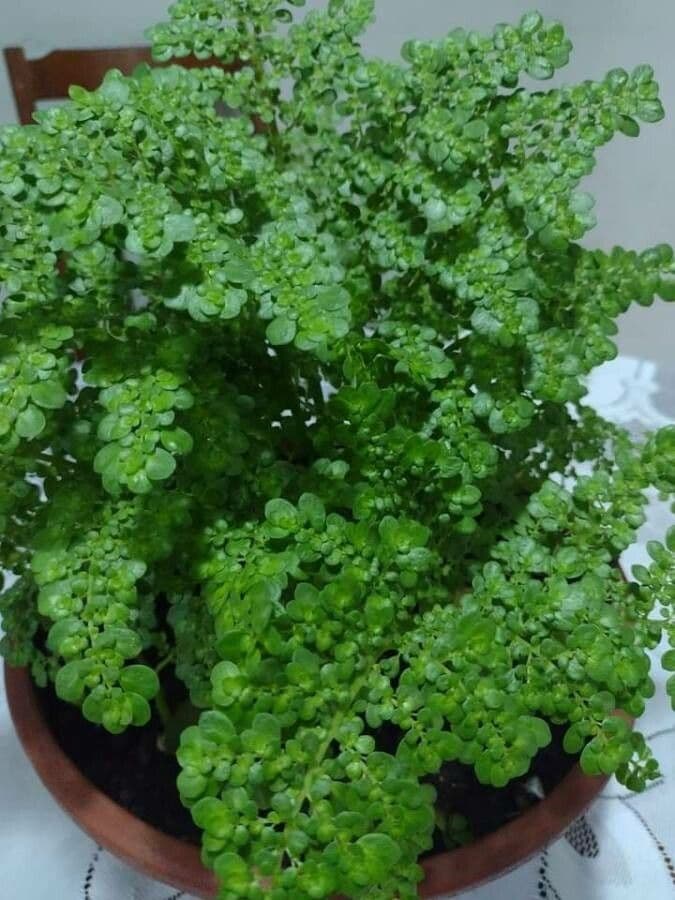 Pilea microphylla 2