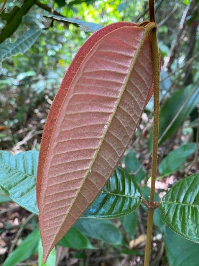 Myrcia 2