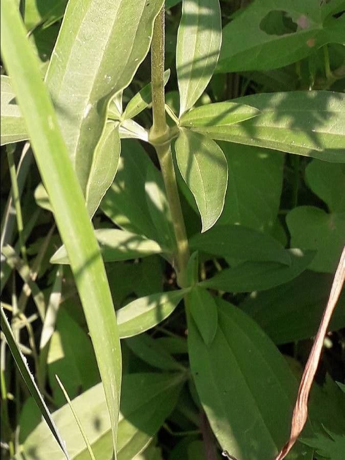 Saponaria comune 25