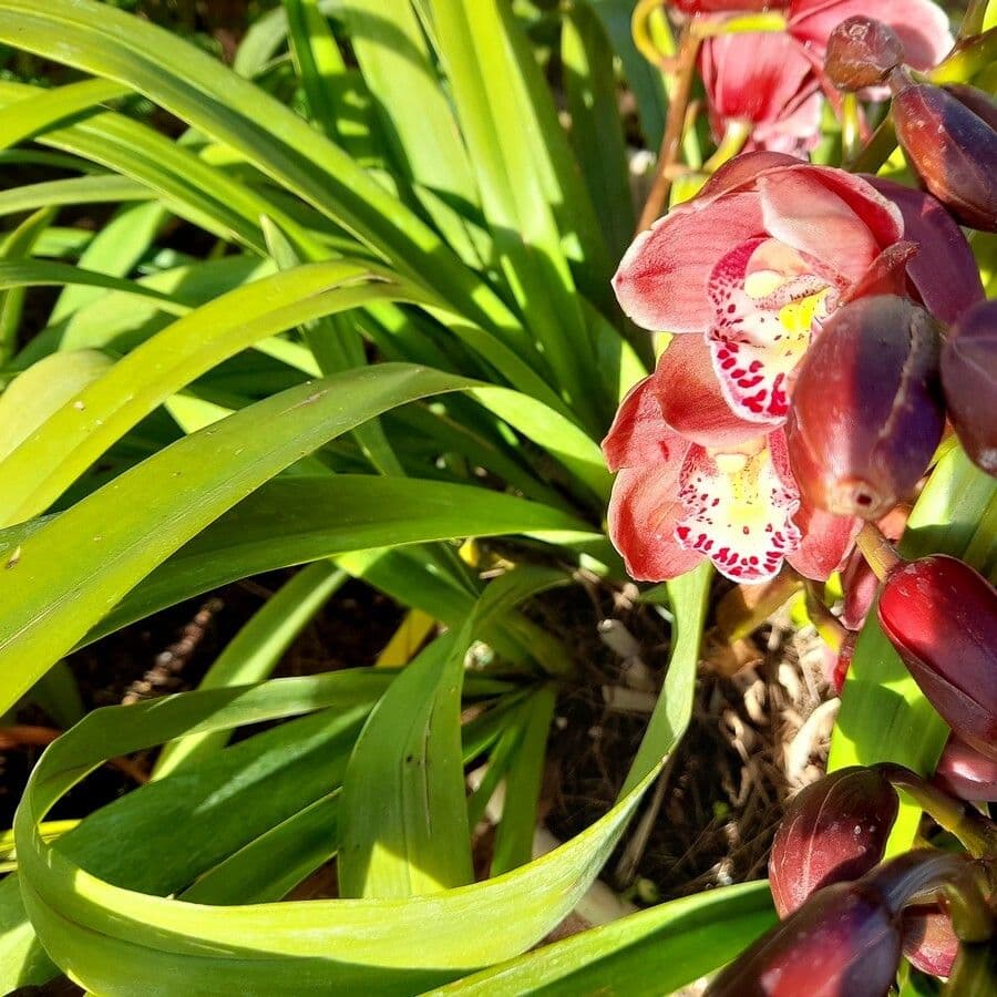 Cymbidium 15