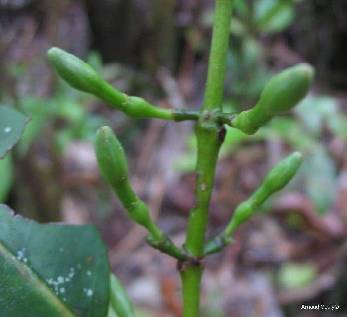 Cyclophyllum 5