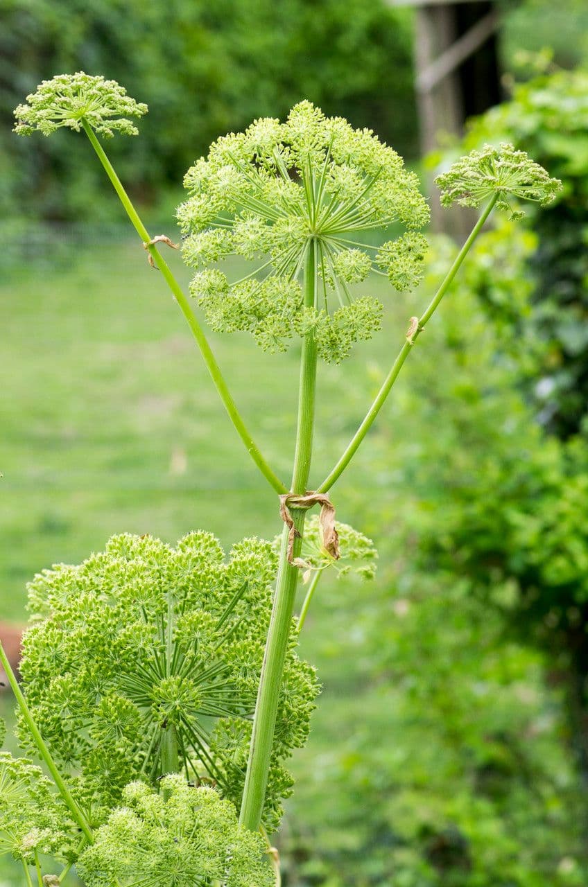 Angelica 30