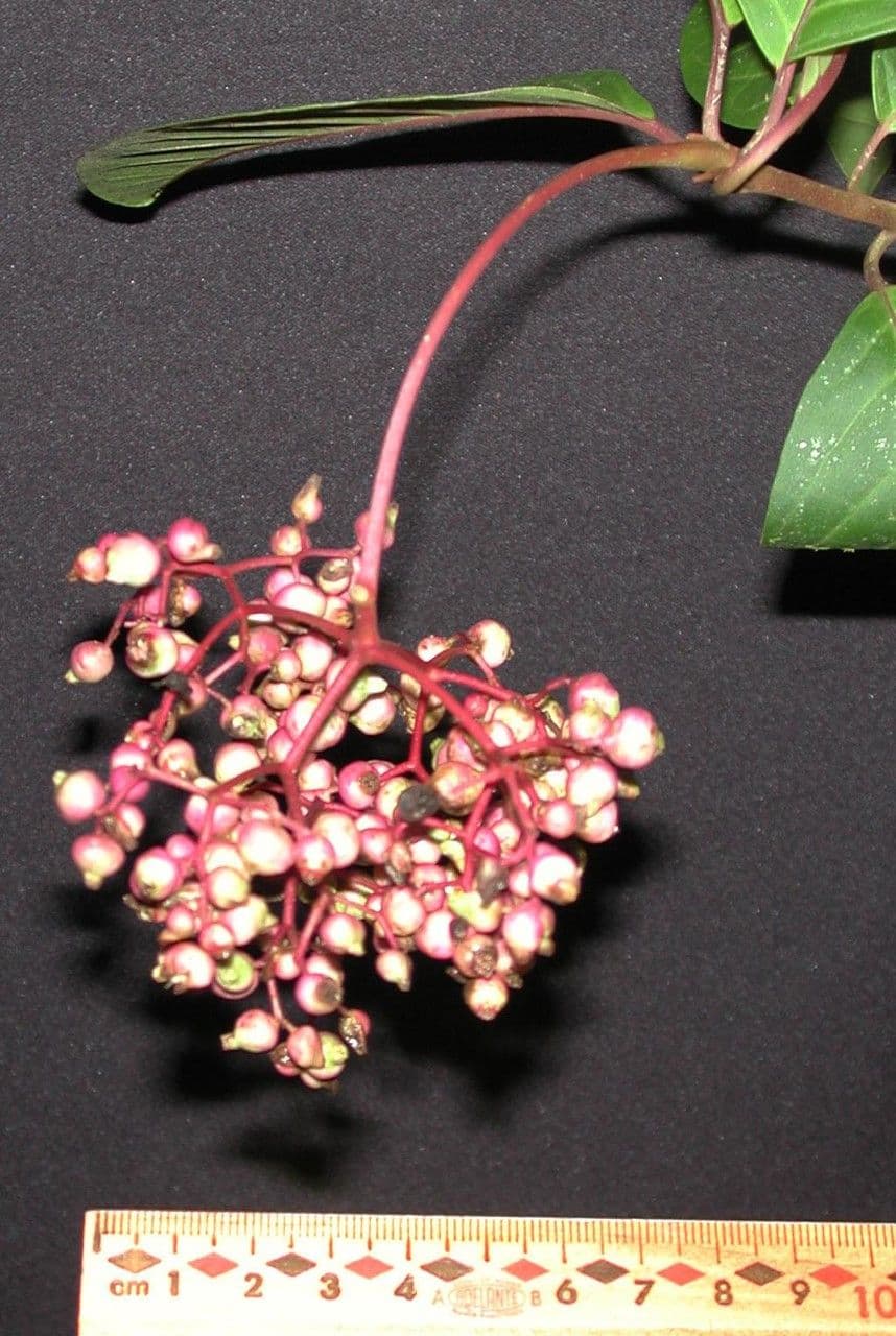 Neea laetevirens 4