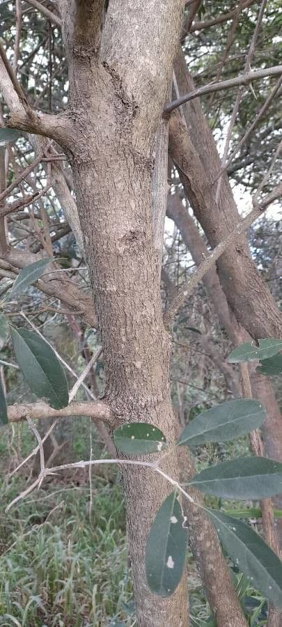 Citharexylum 19