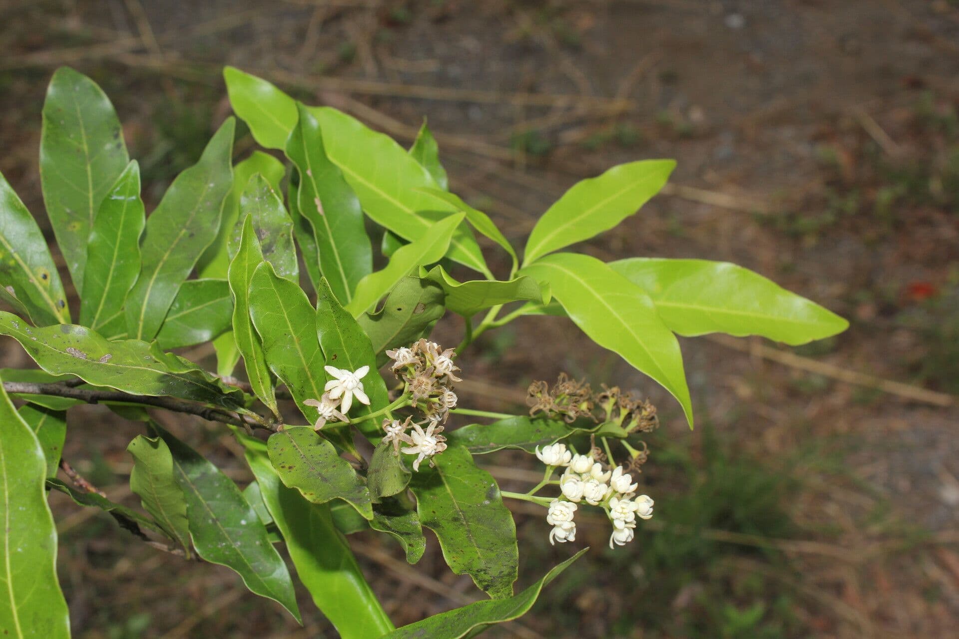 Veraguas-Mespilodaphne 13