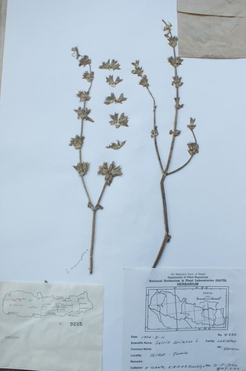Salvia 10