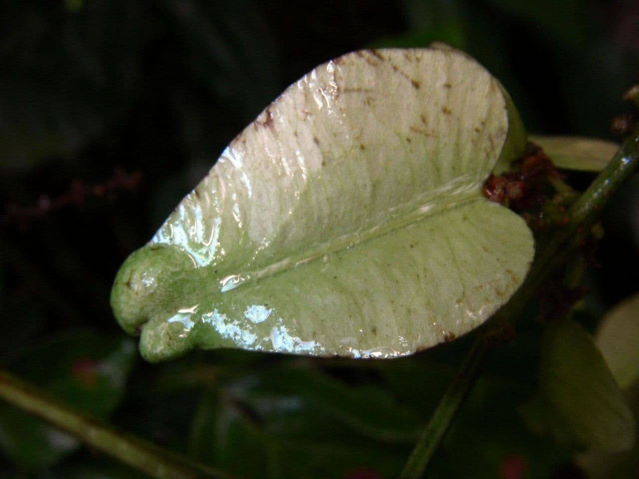 Serjania