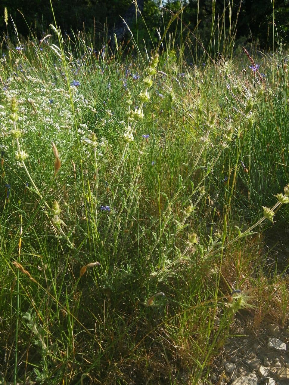 Sideritis 10