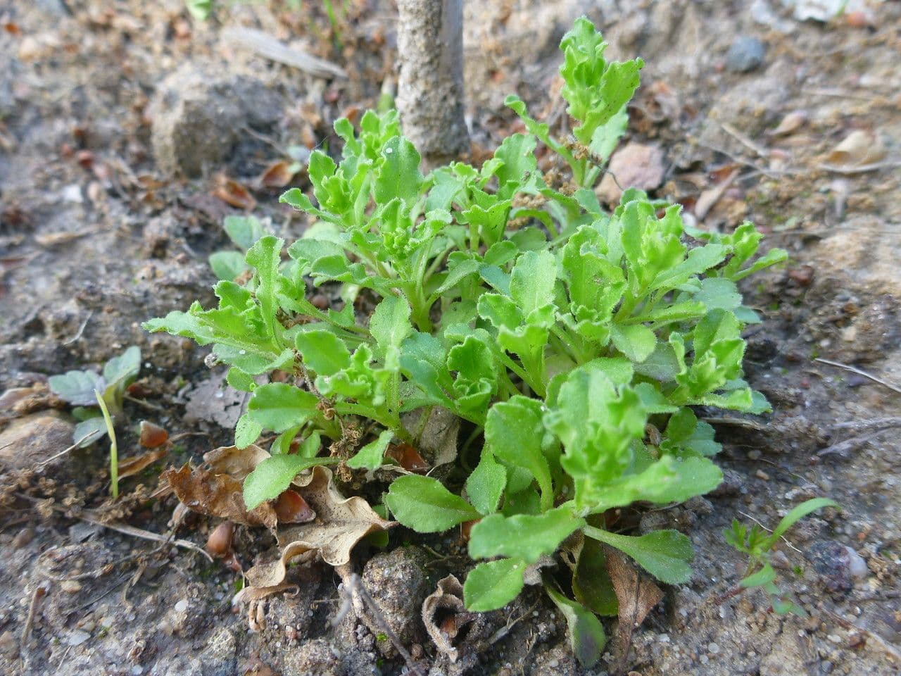 Legousia hybrida 11
