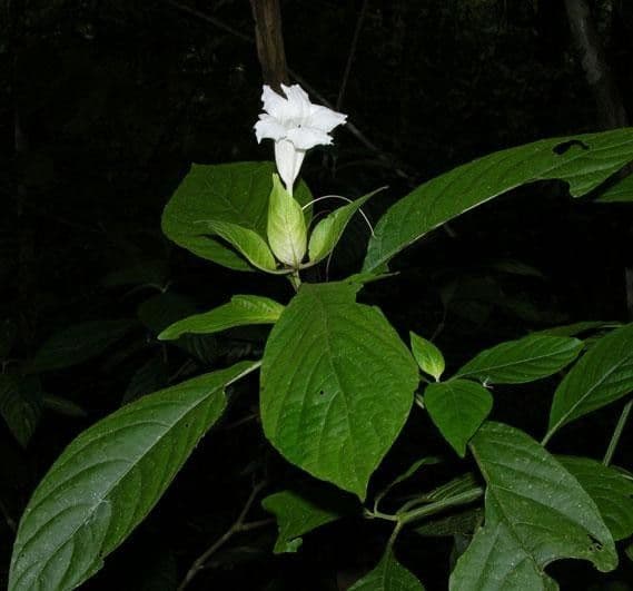 Ruellia 12
