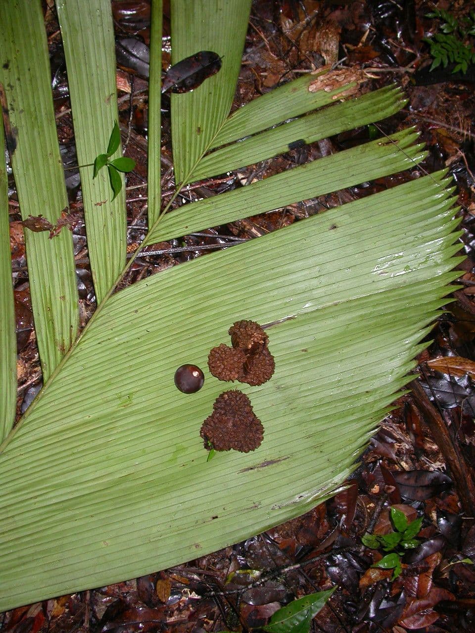 Manicaria saccifera 3