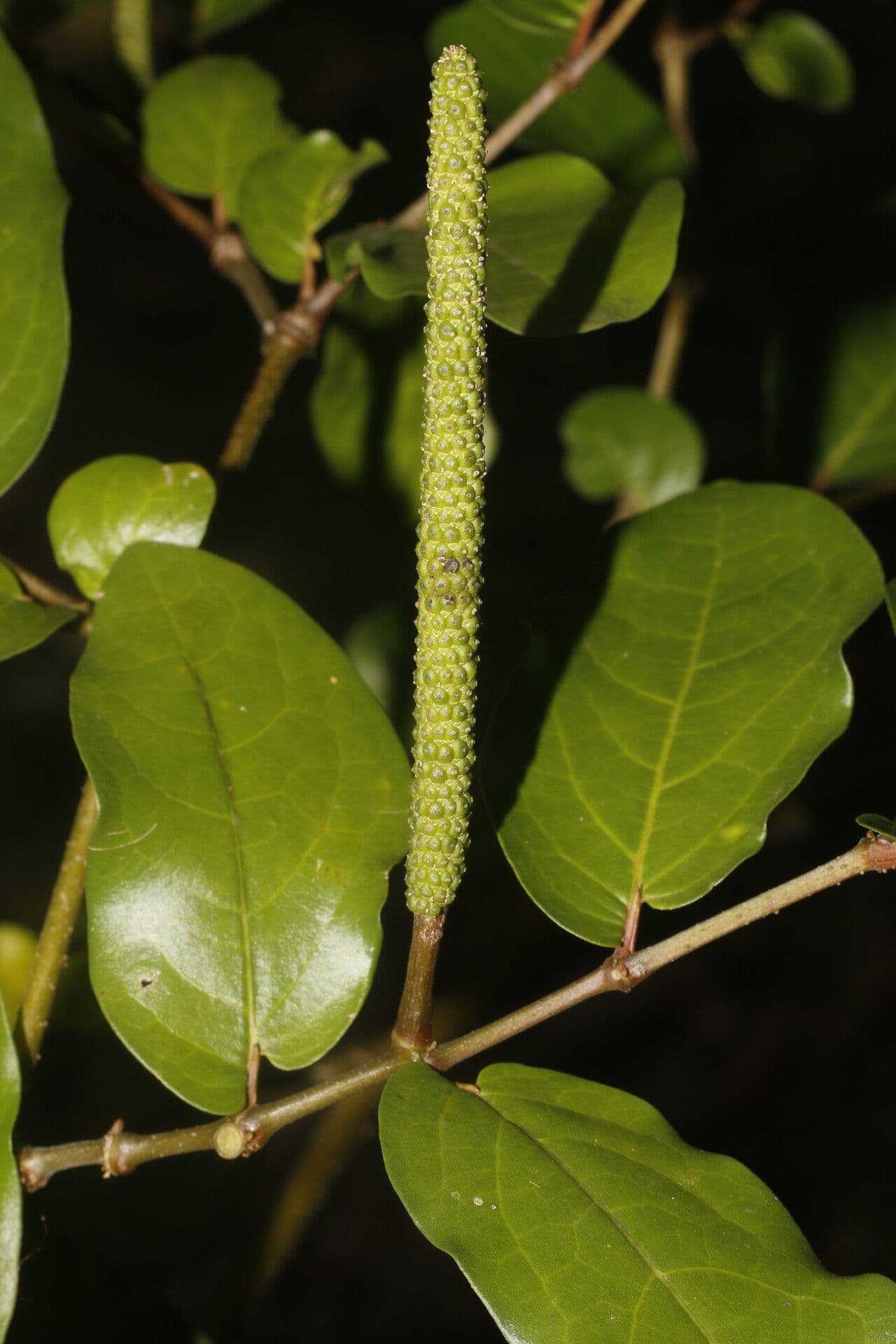 Pimienta tuberculada