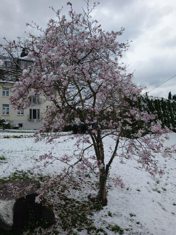 Magnolia stellata 12